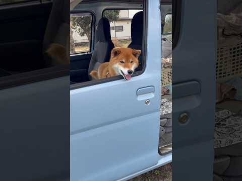’26.2.28 力丸の個性が… 柴犬 shibainu 柴犬のいる暮らし 柴犬の日常 車中泊犬 食べる犬 力丸 サムネイル