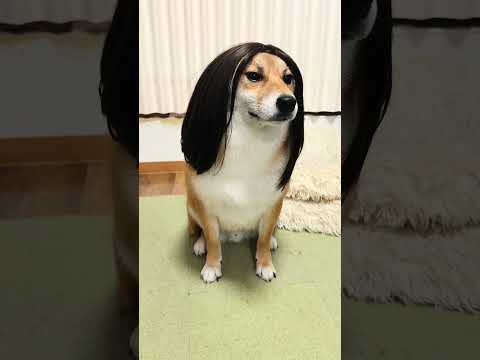 「プラダを着た悪魔2」みんな観に行くよね？　柴犬 shiba shorts サムネイル