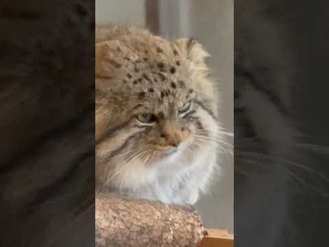 shorts 物思いに耽るロータスくん　マヌルネコ　埼玉県こども動物自然公園　2026年3月6日 サムネイル