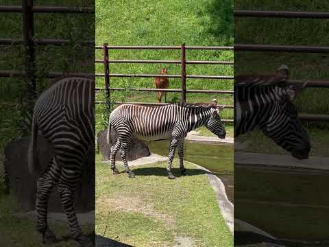 shorts グレービーシマウマのキャンディさんとシタツンガさん　千葉市動物公園にて　2026年5月9日