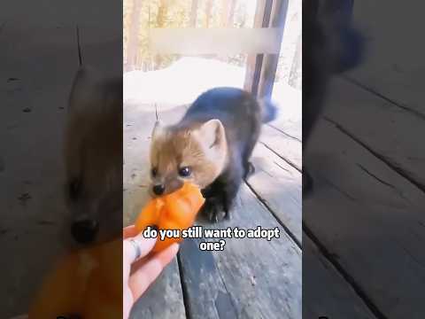 Oscar-Level Sable Fainting Pro! 🦦🎭animals pets shortfeed fu… サムネイル