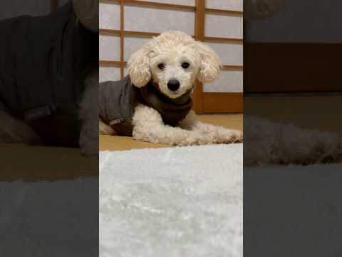 shorts 今日のタローちゃん　トイプードル　2026年3月1日 サムネイル