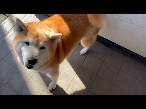 柴犬福 留守番限界柴犬のお出迎え🤣Welcome Shiba🤣 サムネイル