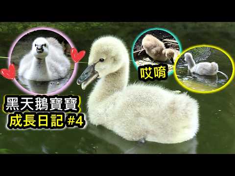 黑天鵝寶寶成長日記4 鵝寶寶睡醒走路屁顛屁巔的,跳舞,可愛噴射(水),快速游水,鵝爸爸對遊客叫一聲 | baby bl… サムネイル