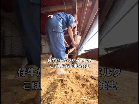 仔牛がバケツからミルクこぼしたらちょっとしたハプニング起きた 仔牛 子猫 shorts