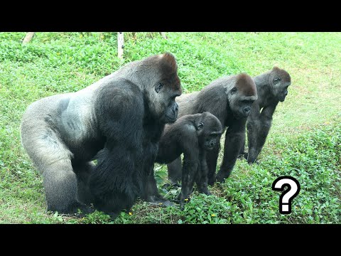 Gorilla D'jeeco family were curious about ? down the ditch,… サムネイル
