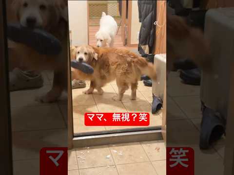 【残酷な温度差】一週間ぶりに帰宅したママVSパパ大好きな13歳shorts goldenretriever ゴールデン… サムネイル