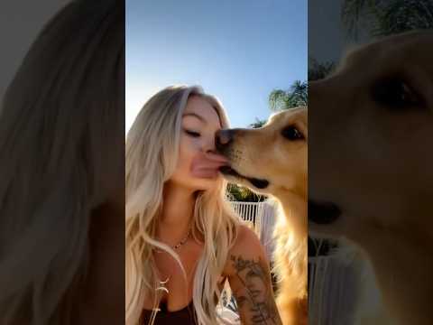 dog-tor coby to rescue🛟goldenpup puppy goldenpupppy dogbree… サムネイル