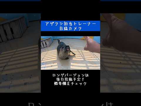 アザラシ担当トレーナーにカメラを付けてみた 東武動物公園 動物 癒し かわいい zoo animals 動物園 アザラ… サムネイル