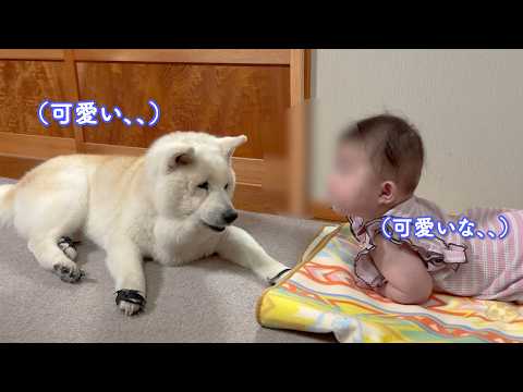 互いに相手の事を可愛いと想いながら見つめ合う柴犬と赤ちゃん。 サムネイル