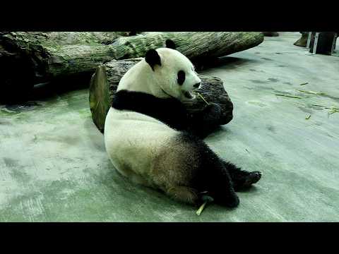 圓寶側身,站立,坐高高吃箭筍可愛吃播|Giant Panda Yuan Bao,圆宝,貓熊,大貓熊,大熊貓|台北市立動…