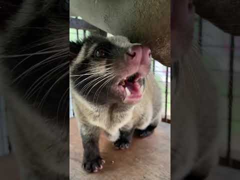 アメリカンチェリーを頬張るハクビシン♫動物 ハクビシン animal サムネイル