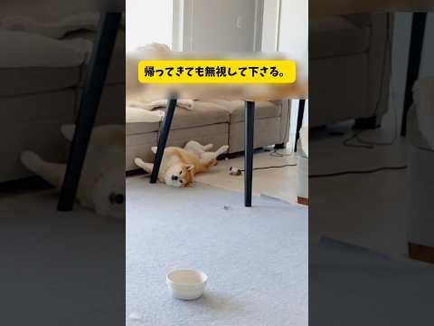 柴犬をゆるく育てた結果こうなりました… 柴犬 shorts
