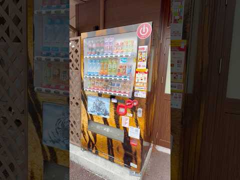 shorts トラ柄の🐯自動販売機　富士サファリパーク　2026年2月20日 サムネイル