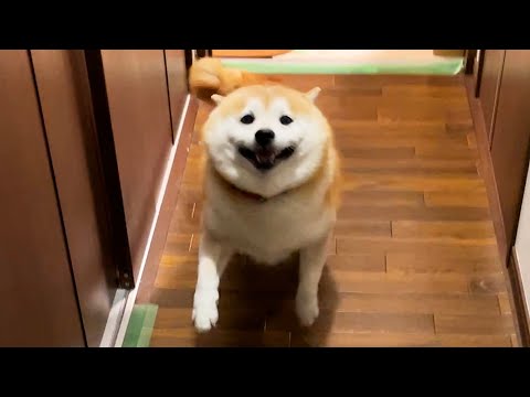 技名を言ってから大技を出してくる柴犬 サムネイル