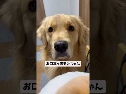モンちゃんの可愛いお口goldenretriever ゴールデンレトリバー サムネイル