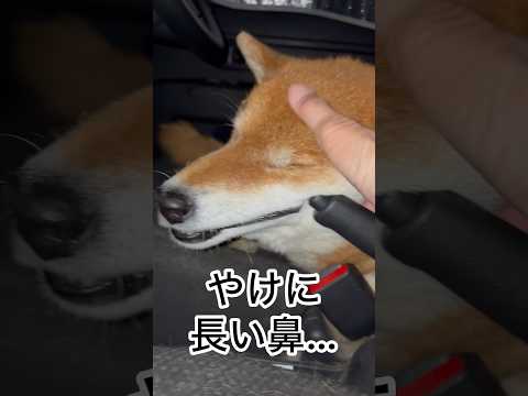 ’26.4.13 力丸が触らせてくれない… ？柴犬 shibainu 柴犬のいる暮らし 柴犬の日常 車中泊犬 力丸 サムネイル
