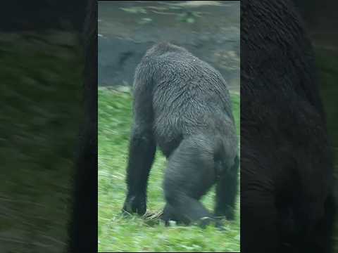 Gorilla Jabali邊滑草邊倒退走 gorillatag taipeizoo 金剛猩猩 台北市立動物園 サムネイル