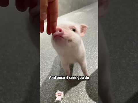 Would you keep a mini pig as a pet? animals lovestory rescu… サムネイル