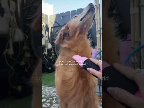 Come to my golden retriever 2026blonde goldenretreiver dogb… サムネイル