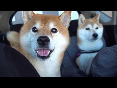 帰ろうとしたら、柴犬が犬語で訴えてきました サムネイル