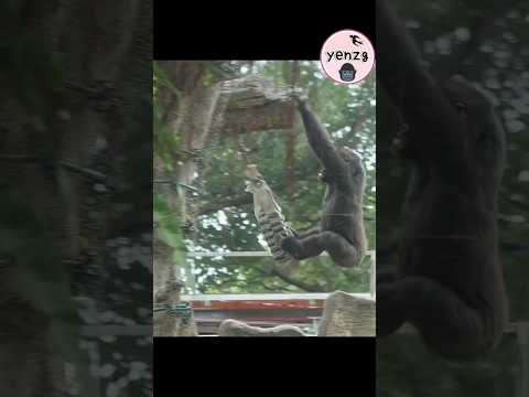 Ringo enjoy challenge gorilla gorillatag taipeizoo 金剛猩猩 台北市… サムネイル