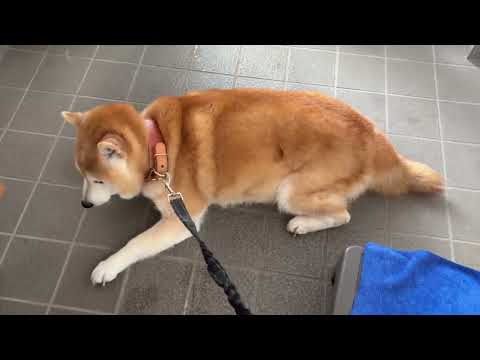 柴犬福 拒否柴中の柴犬🤣Before Shower😂 サムネイル