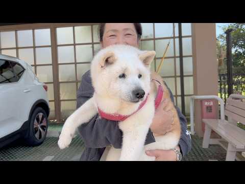 春の健康診断に行ってきた柴犬とサモエドの体重増えすぎ問題発生。 サムネイル