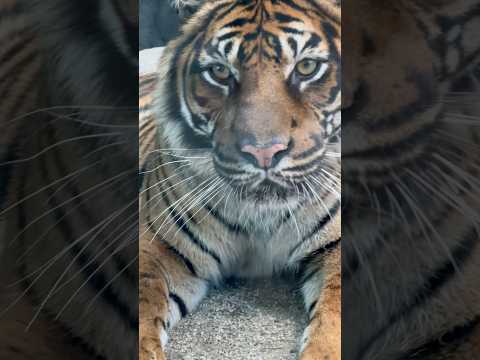 shorts スマトラトラ🐯のアイナちゃん　神戸どうぶつ王国　2025年12月26日 サムネイル