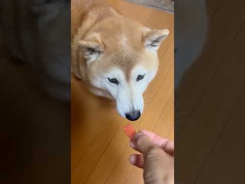 柴犬福 母からトマト貰った柴犬🤣Shiba-Eat🤣shorts 柴犬 japanesedog shibainu do… サムネイル