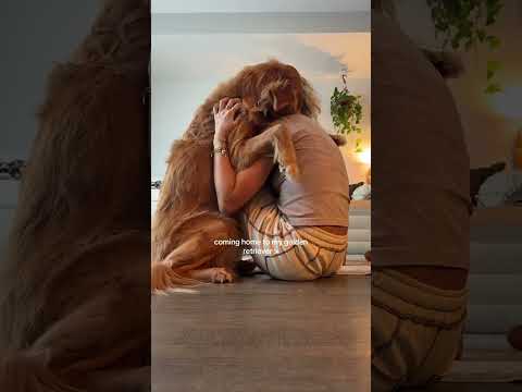 dog-tor coby to rescue🛟goldenpup puppy goldenpupppy dogbree… サムネイル