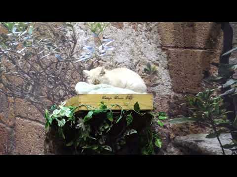 寝るプロ💤💤💤　マヤちゃん　那須どうぶつ王国　C0004 サムネイル