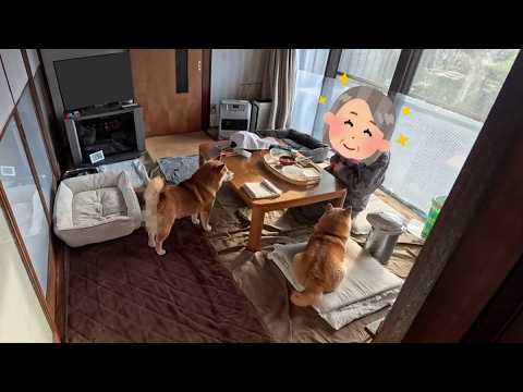お散歩から戻ったら日課の朝ごはん監視業務へ移行するパン達🍞🍞 サムネイル