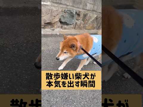 瞬き厳禁。 柴犬 サムネイル