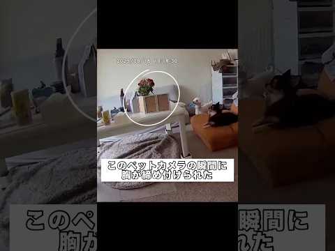 仕事の片手間にペットカメラで愛犬たちを見守っていたら不思議な現象が起きた チワワ ロングコートチワワ スムースコートチ…