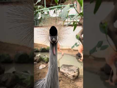 やたらと目が合います・・・。shorts 動物園 草津熱帯圏 サムネイル