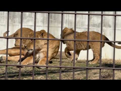 男の子ってホント甘えん坊さん🙄ってベガちゃん思ってます😅？　ライオン　のんほいパークにて　2026年1月23日 サムネイル