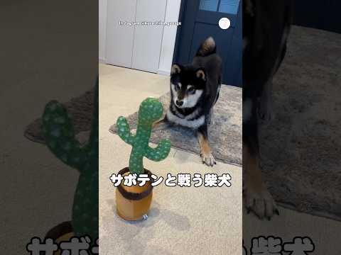 喋るサボテンに困惑する柴犬😂　　　　柴犬　犬　面白い　面白い犬 犬のいる暮らし サムネイル