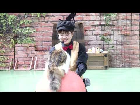 新人(猫)チャチャくんの公開レッスンとナツメくんの居残り練習🤭　ザ・キャッツ終了後　2026年4月24日 サムネイル