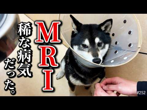 想定外の診断でした、柴犬のMRI検査結果。 サムネイル