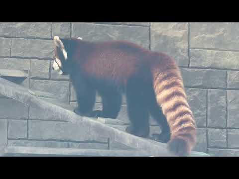 ランマルくん　レッサーパンダ　浜松市動物園にて　2026年2月14日