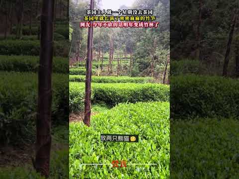 茶園主人就一個星期沒去茶園 茶園裡就長滿了密密麻麻的竹筍 意外 大自然 植物 amazing nature shorts