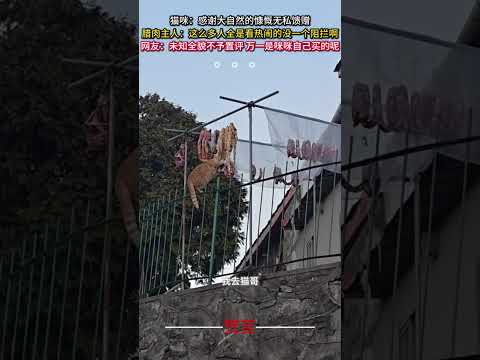 貓咪：感謝大自然的慷慨無私禮物 臘肉主人：這麼多人全是看熱鬧的沒一個阻擋啊 意外 有趣 搞笑 貓 amazing fu… サムネイル