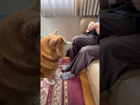 柴犬福 おばあさんからパンサービスを受ける柴犬 🤣Grandma and Shiba🤣姉と柴 shorts funny… サムネイル