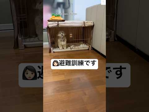 避難訓練ができる犬、ちゃんと理解してる　マルプー　犬　避難訓練 犬のいる暮らし かわいい犬 サムネイル
