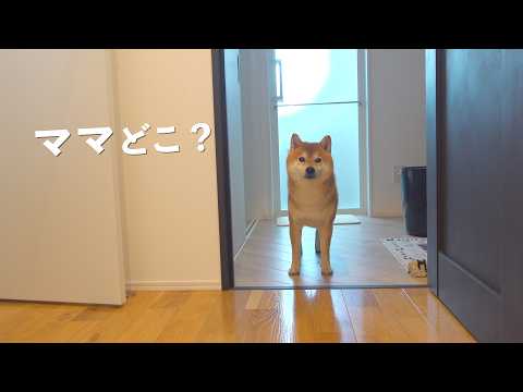 帰宅したらママと猫たちがいませんでした。 サムネイル