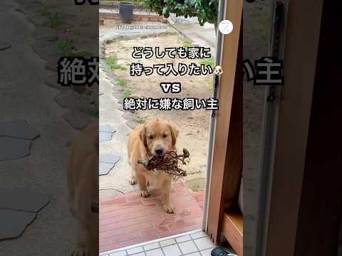 どうしても“木”を家に持ち込みたいゴールデン　　　ゴールデンレトリバー 大型犬　犬　可愛い犬　犬のいる暮らし サムネイル