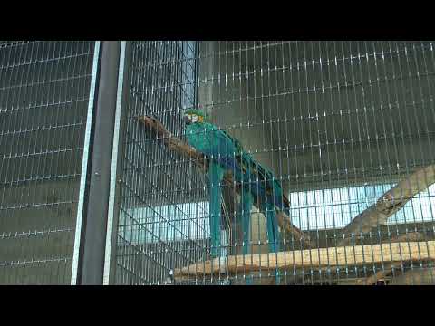 ルリコンゴウインコ親子　王子動物園　00040