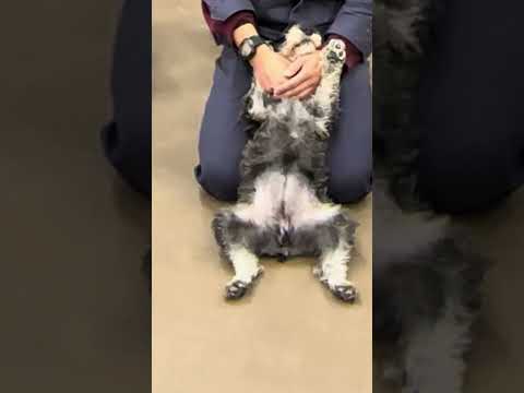 #shorts オレオくん　那須どうぶつ王国　IMG 0068 サムネイル