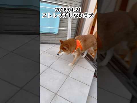 ストレッチしない柴犬🙅‍♀️🐶 柴犬 dog shibainu doggie stretch routines cut… サムネイル
